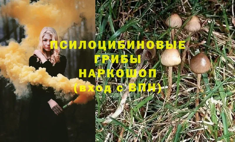 Псилоцибиновые грибы Psilocybine cubensis  Данилов 